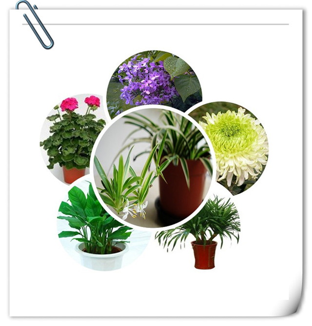办公室粉色视频WWW在线观看设计植物选择.jpg